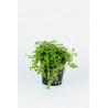 Hemianthus micranthemoides