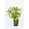 Alternanthera reineckii