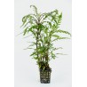 Hygrophila pinnatifida