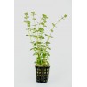 Rotala rotundifolia