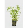 Limnophila aromatica