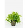 Hydrocotyle japan